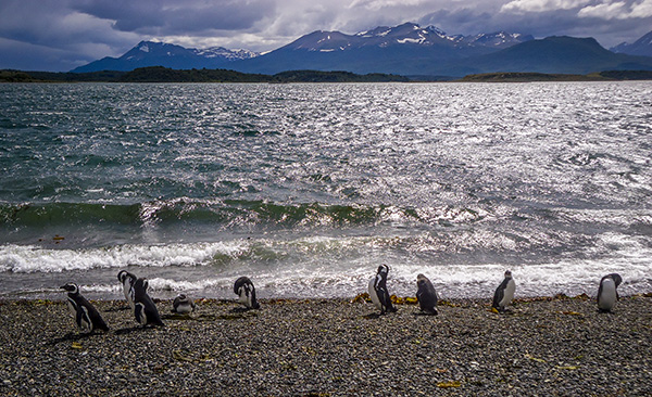mochilão patagônia - pinguinera ushuaia