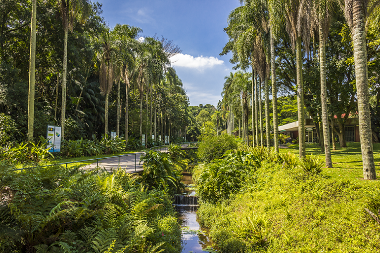 Jardim Botânico De São Paulo Oásis Na Selva De Pedra 9695